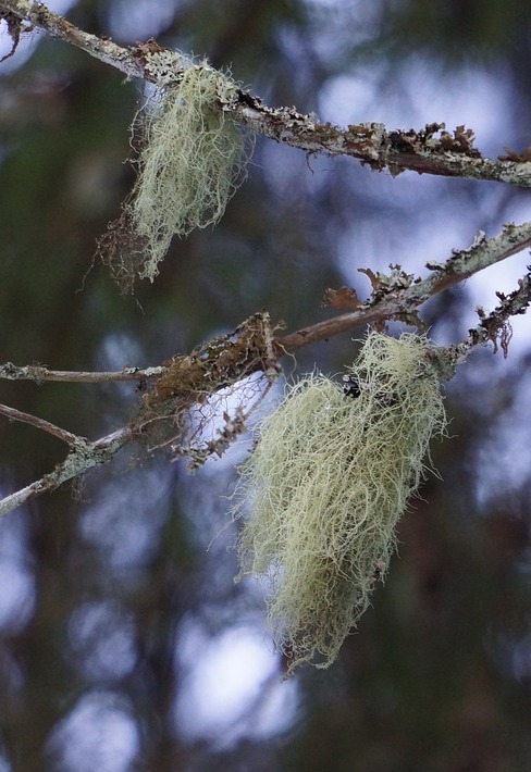 Image of Usnea barbata (L.) F.H.Wigg.
