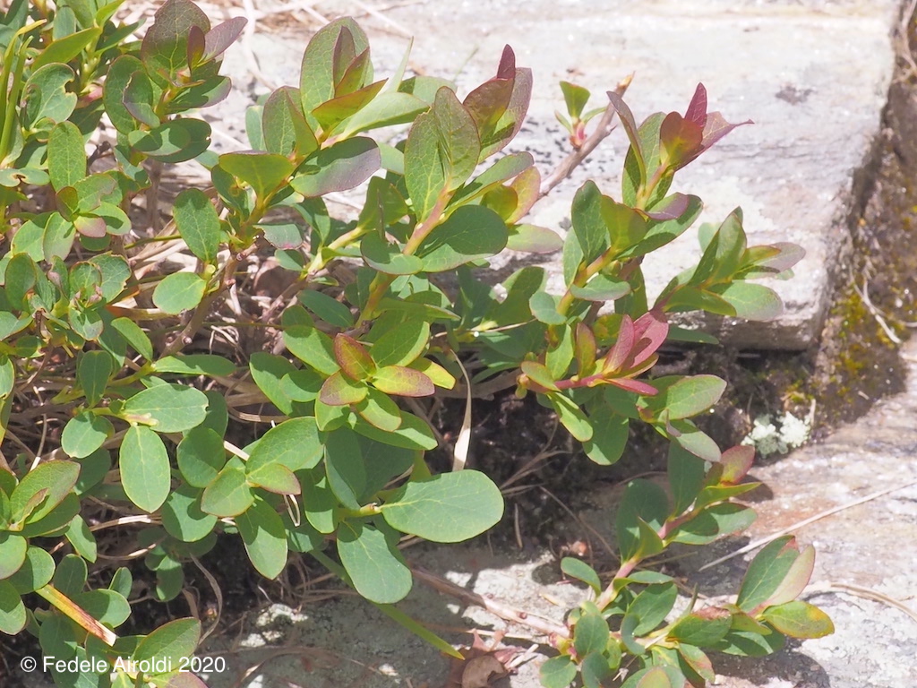 Image of Vaccinium uliginosum subsp. uliginosum