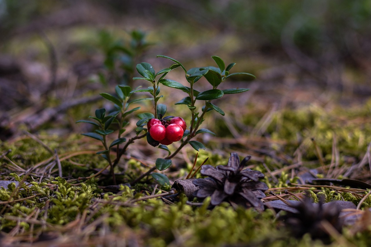 Image of Vaccinium vitis-idaea L.