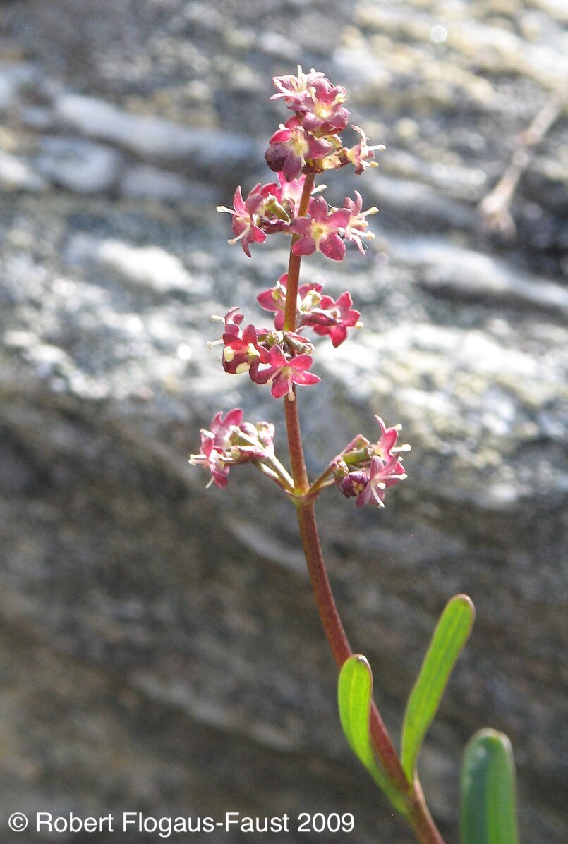Image of Valeriana celtica L.