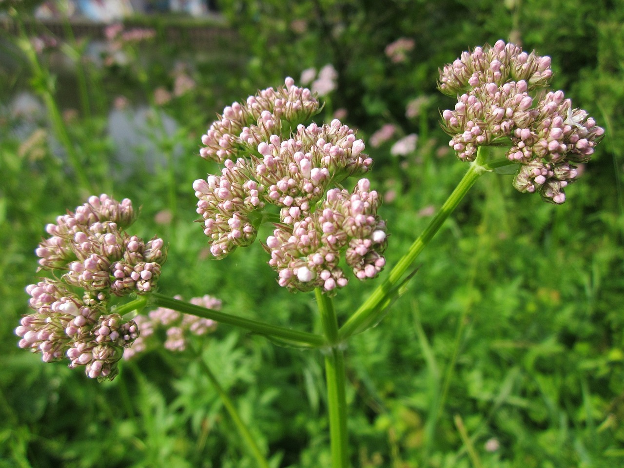 Image of Valeriana officinalis L.