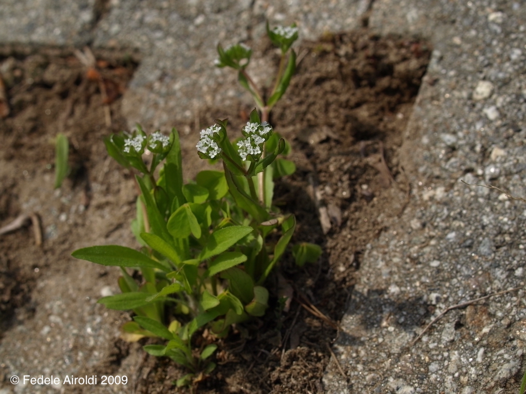 Image of Valeriana locusta L.