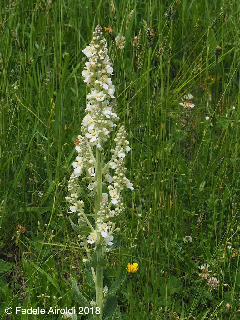 Image of Verbascum lychnitis L.