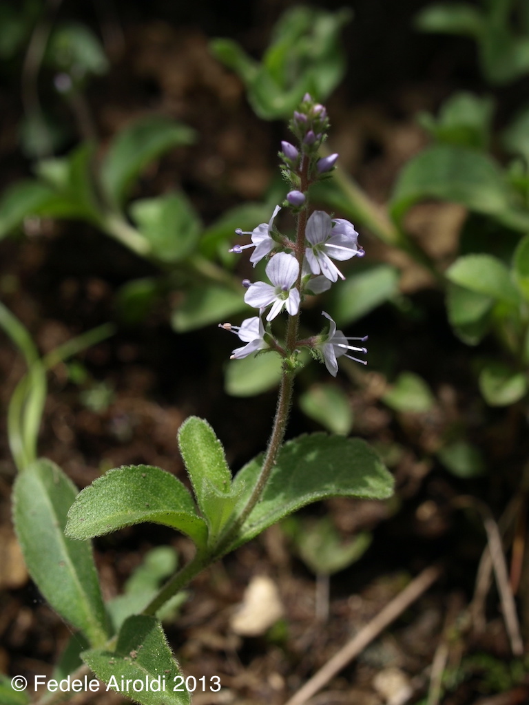 Image of Veronica officinalis L.