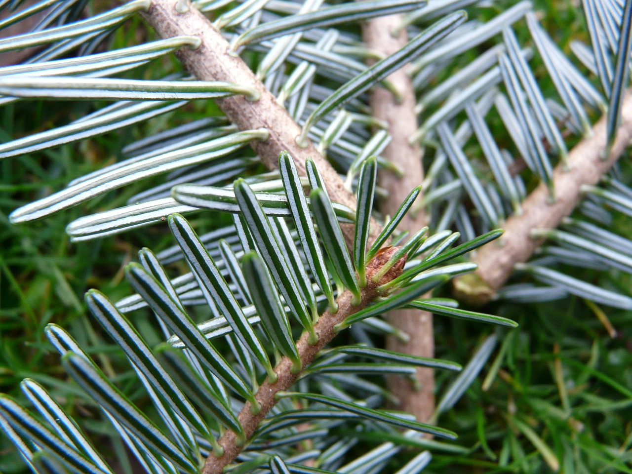 Image of Abies alba Mill.
