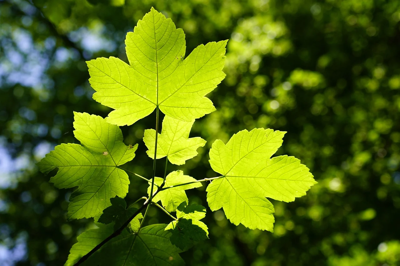 Image of Acer pseudoplatanus L.