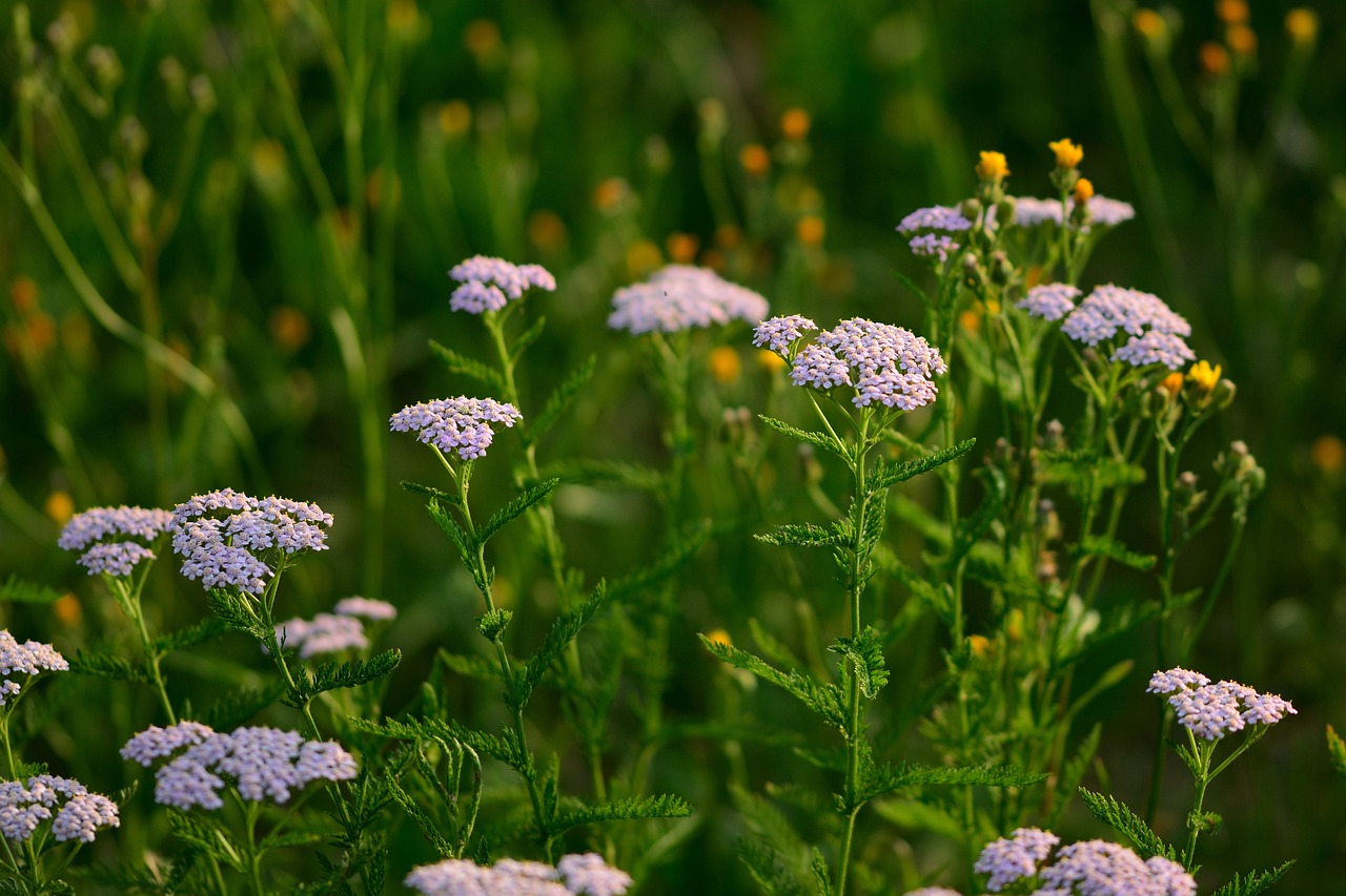 Image of Achillea millefolium L.