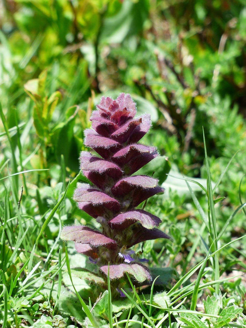Image of Ajuga pyramidalis L.