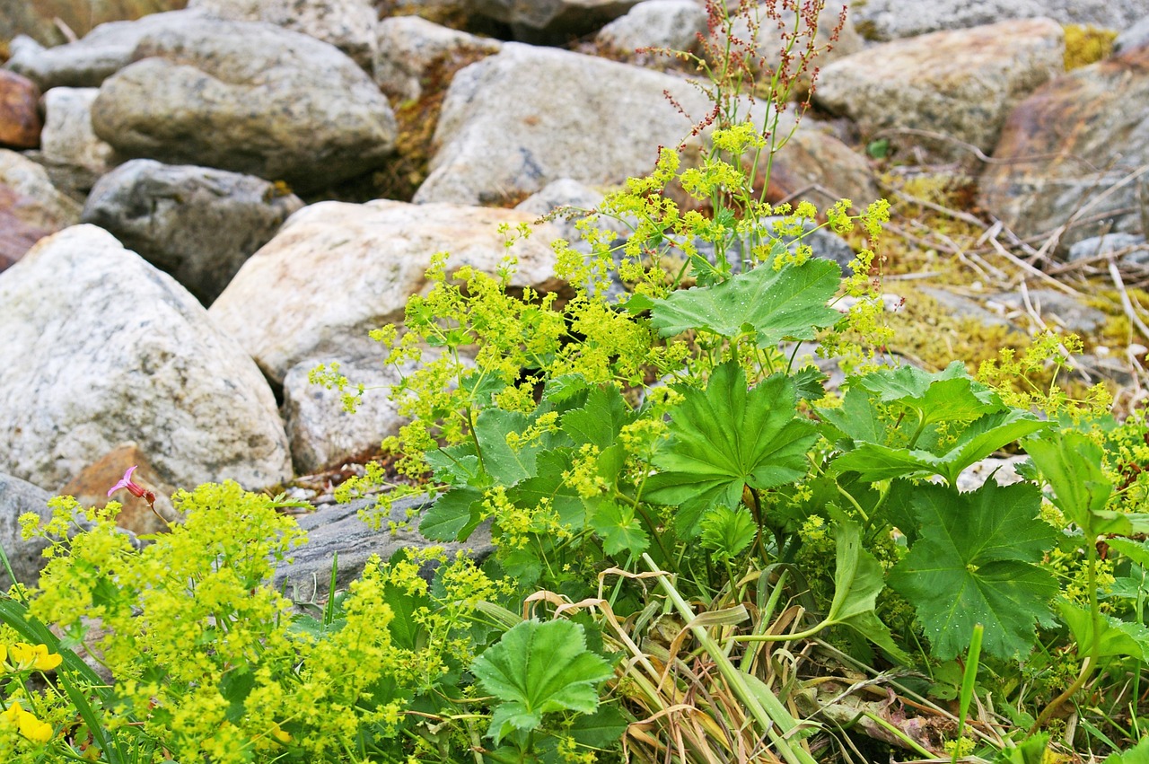 Image of Alchemilla vulgaris L.
