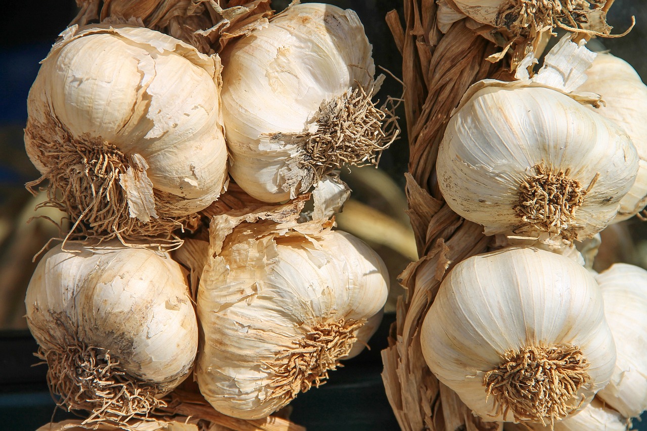 Image of Allium sativum L.