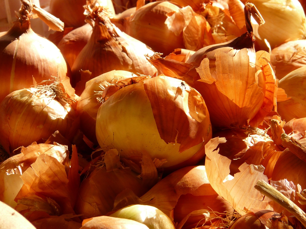 Image of Allium cepa L.