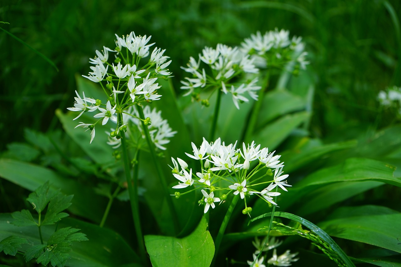 Image of Allium ursinum L.