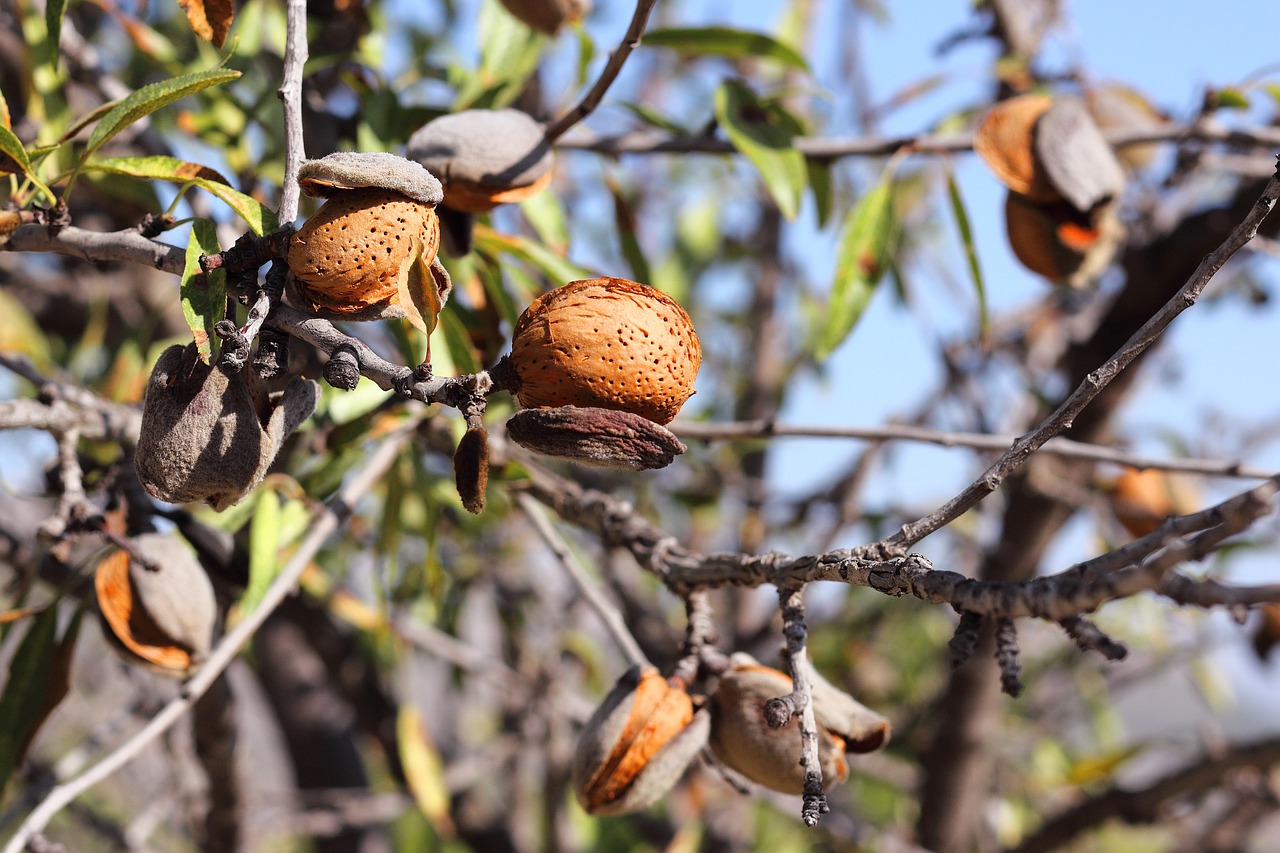 Image of Prunus amygdalus Batsch