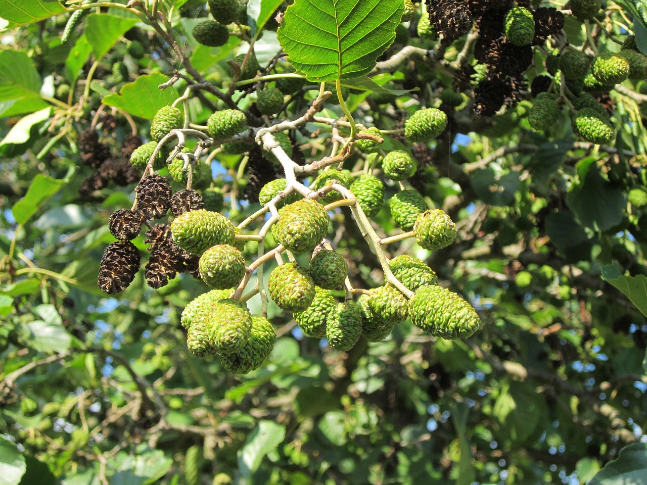 Image of Alnus glutinosa (L.) Gaertn.