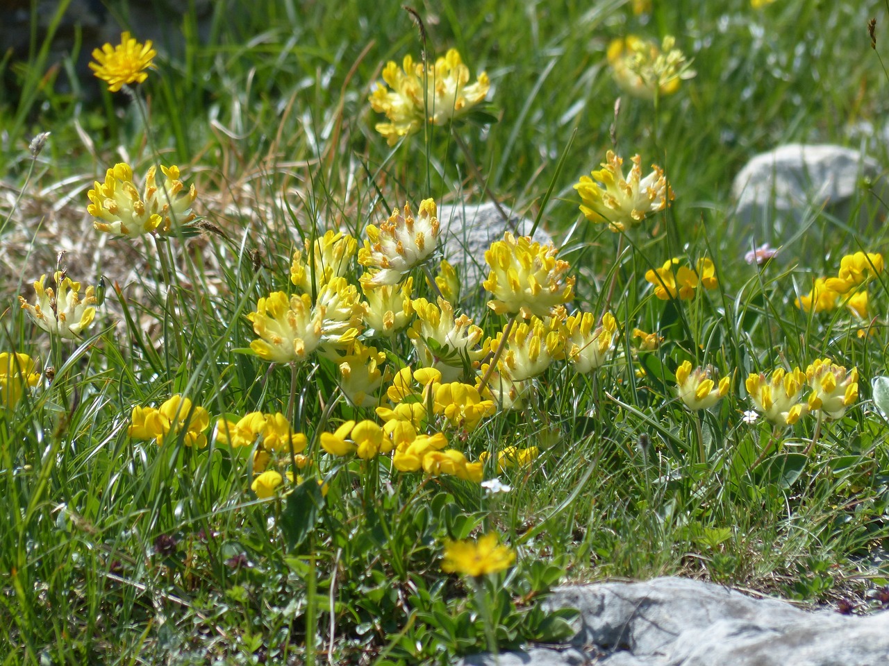 Image of Anthyllis vulneraria L.