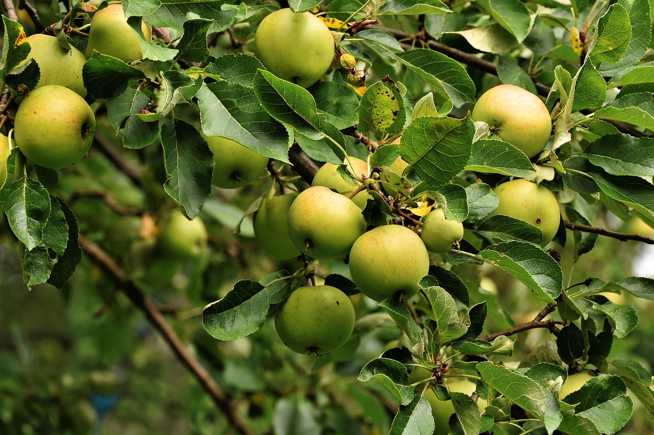 Image of Malus domestica (Suckow) Borkh.