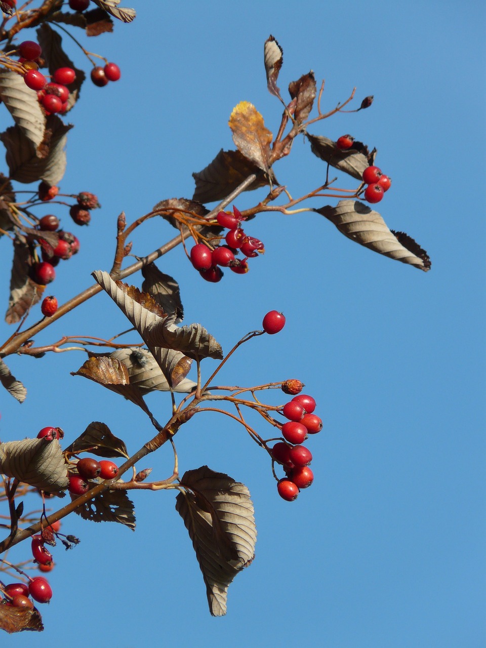 Image of Sorbus aria - Aria edulis (Willd.) M.Roem.