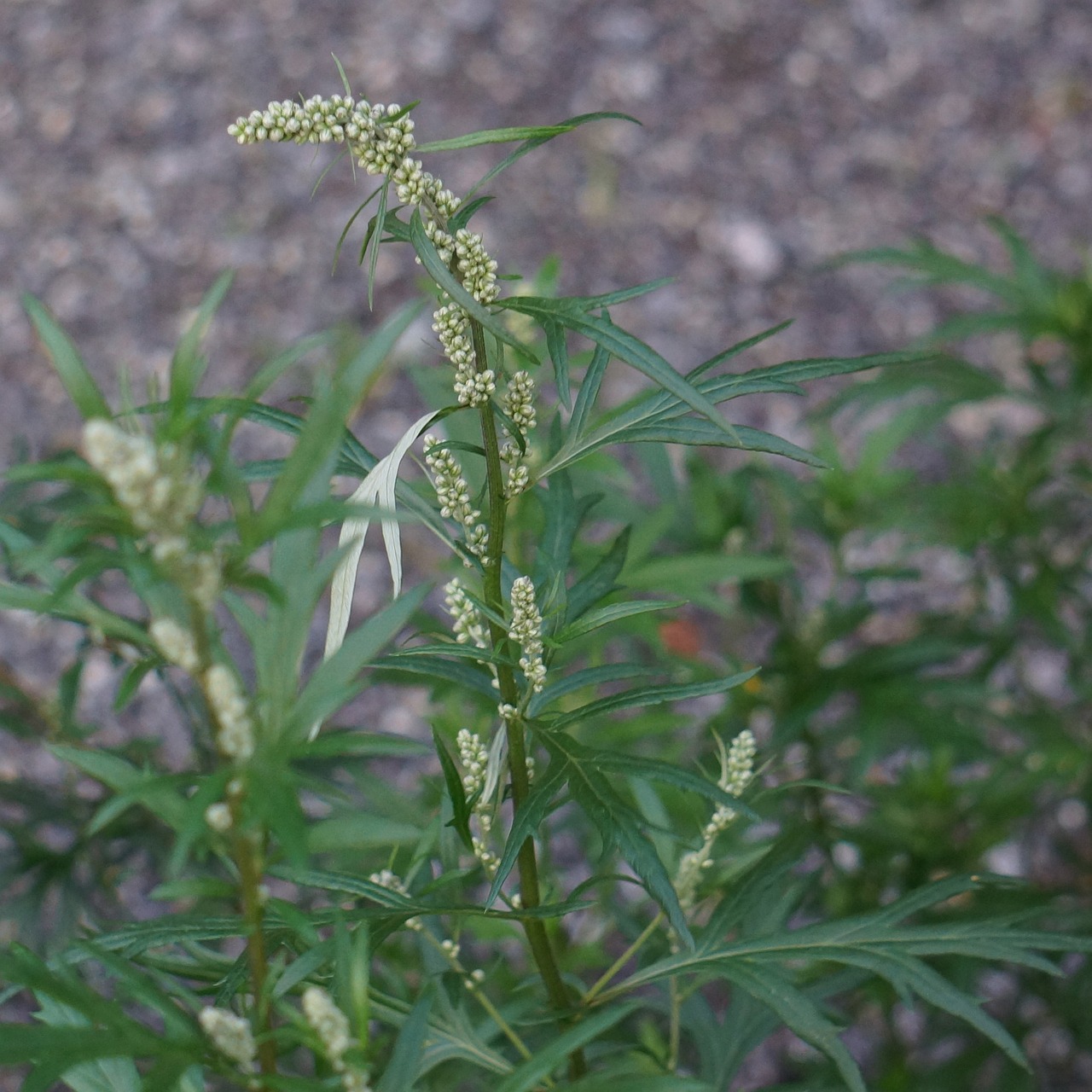 Image of Artemisia vulgaris L.