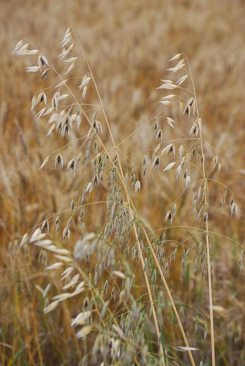 Image of Avena sativa L.