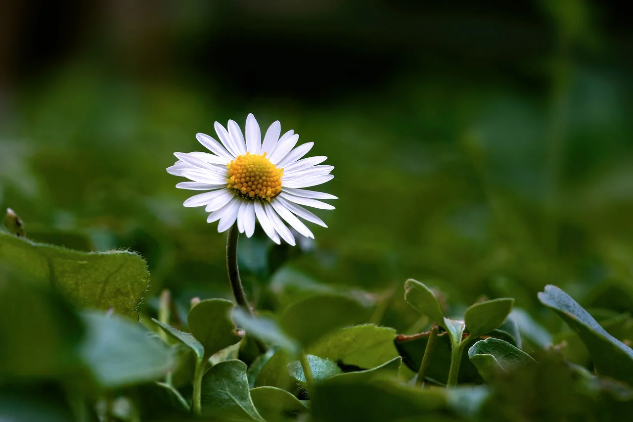 Image of Bellis perennis L