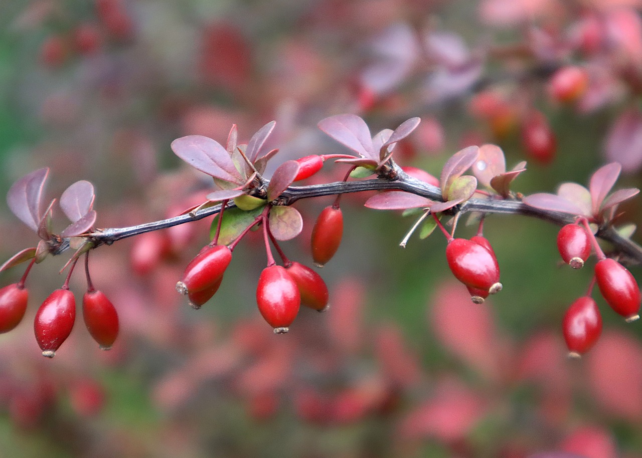Image of Berberis vulgaris L.