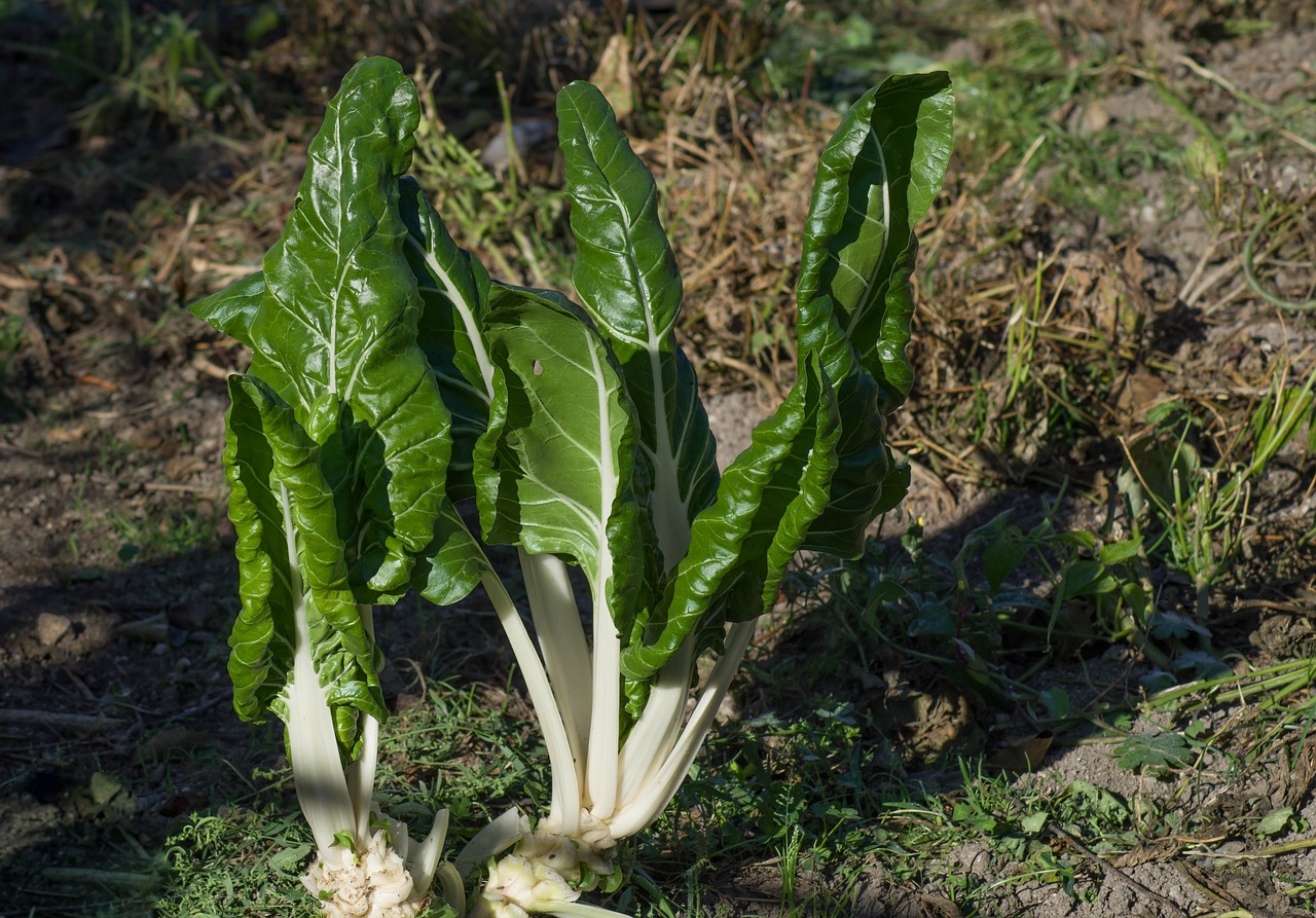 Image of Beta vulgaris L. (var. cicla)