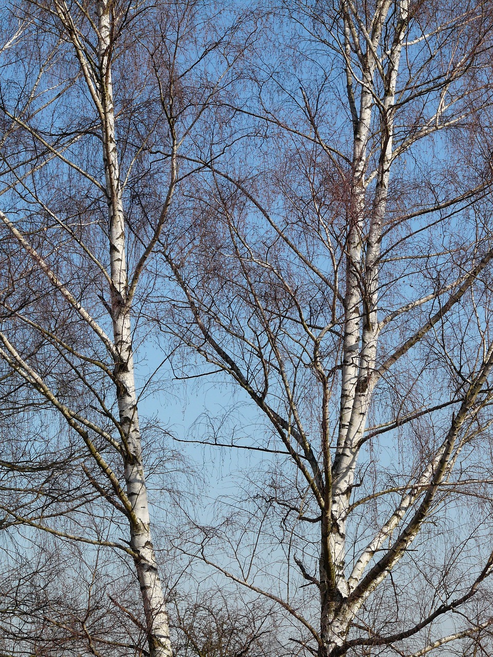 Image of Betula pendula Roth