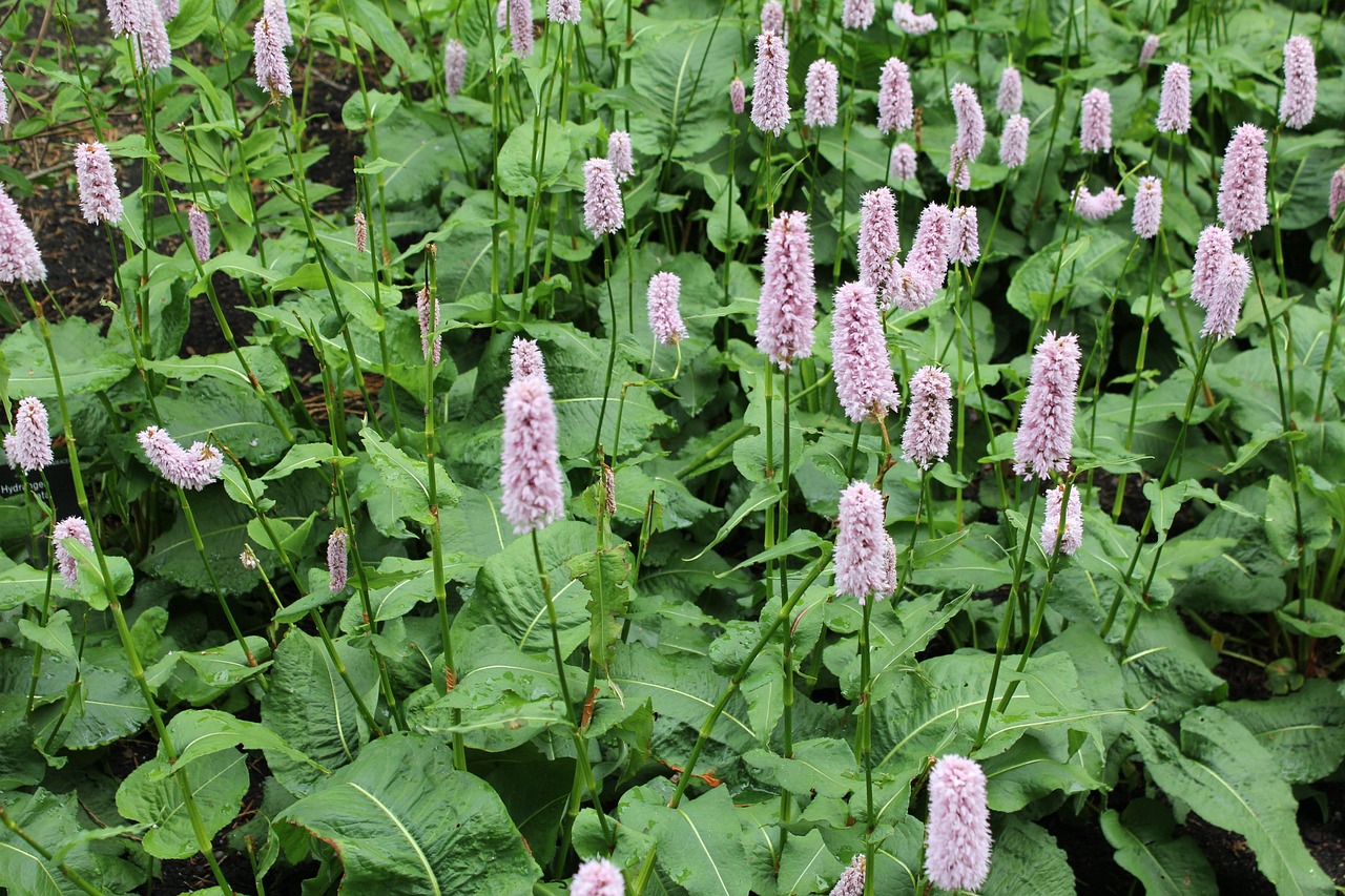 Image of Bistorta officinalis Delarbre