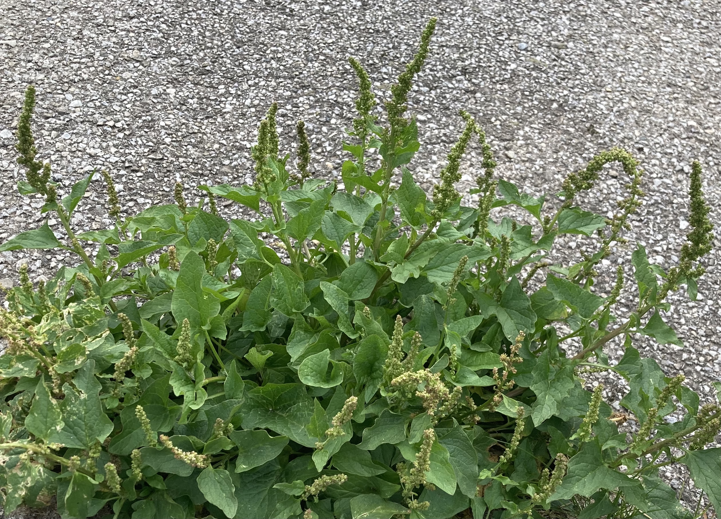 Image of Blitum bonus-henricus (L.) Rchb.