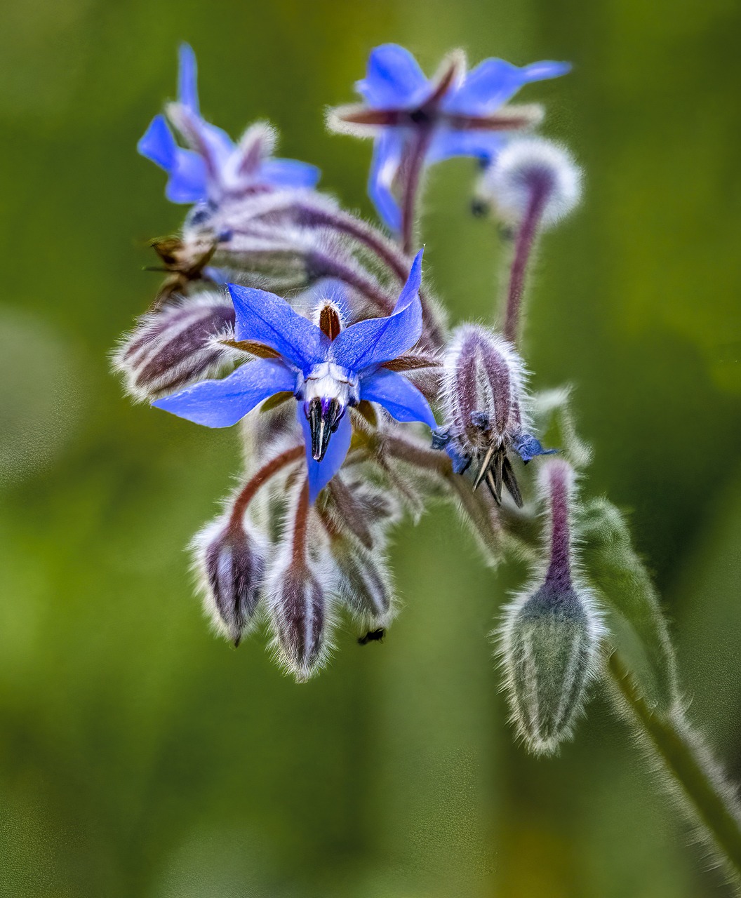 Image of Borago officinalis L.