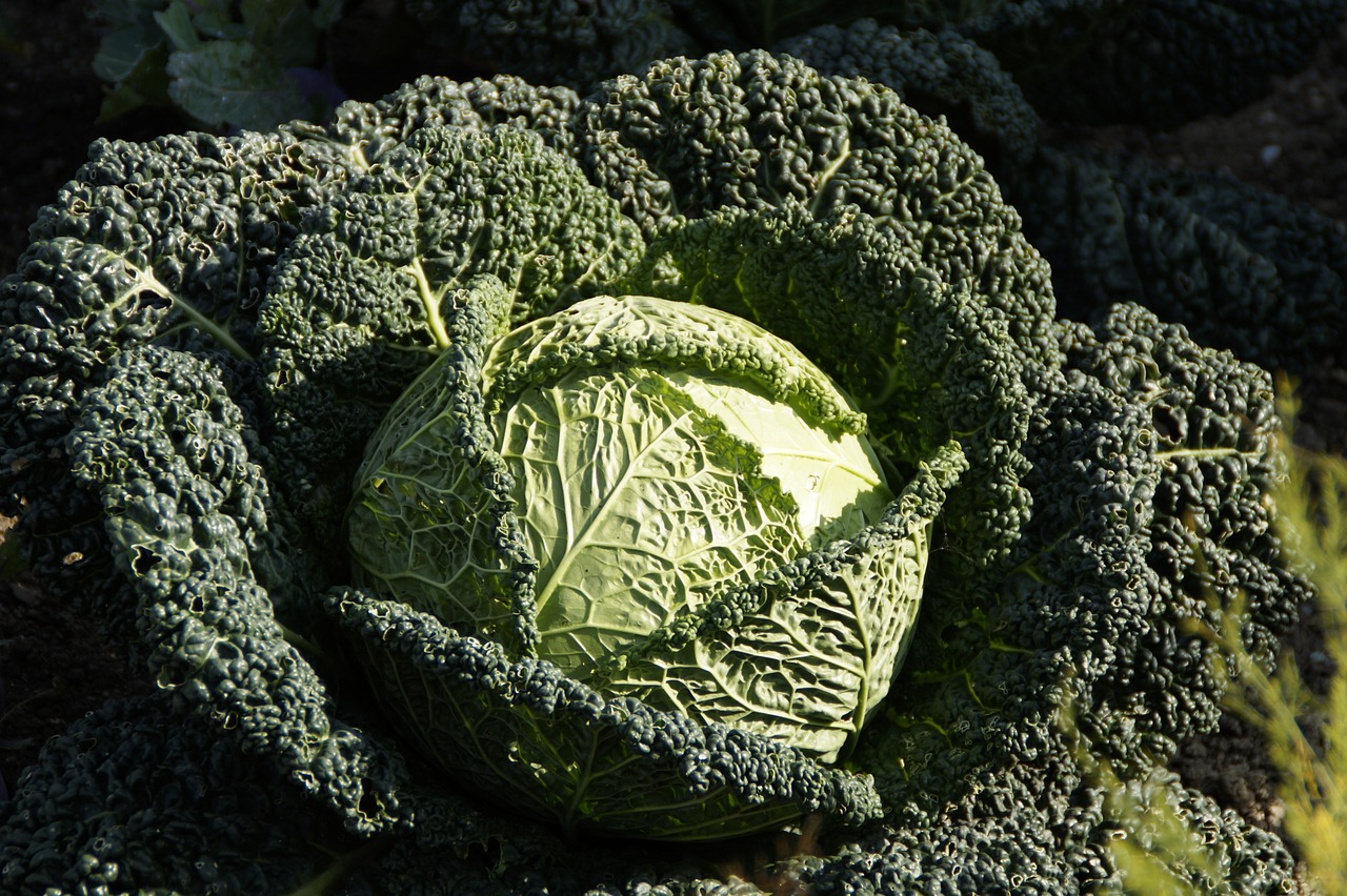 Image of Brassica oleracea L. (var. sabauda)