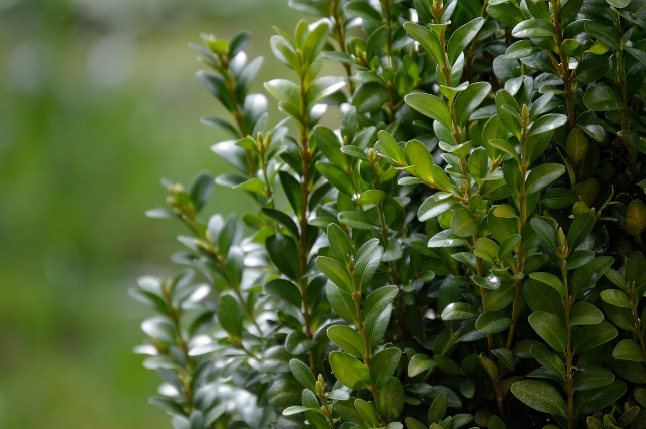 Image of Buxus sempervirens L.
