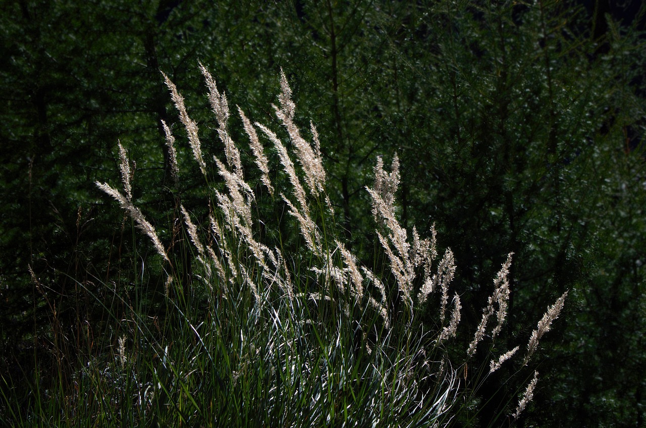 Image of Calamagrostis villosa (Chaix) J.F.Gmel.
