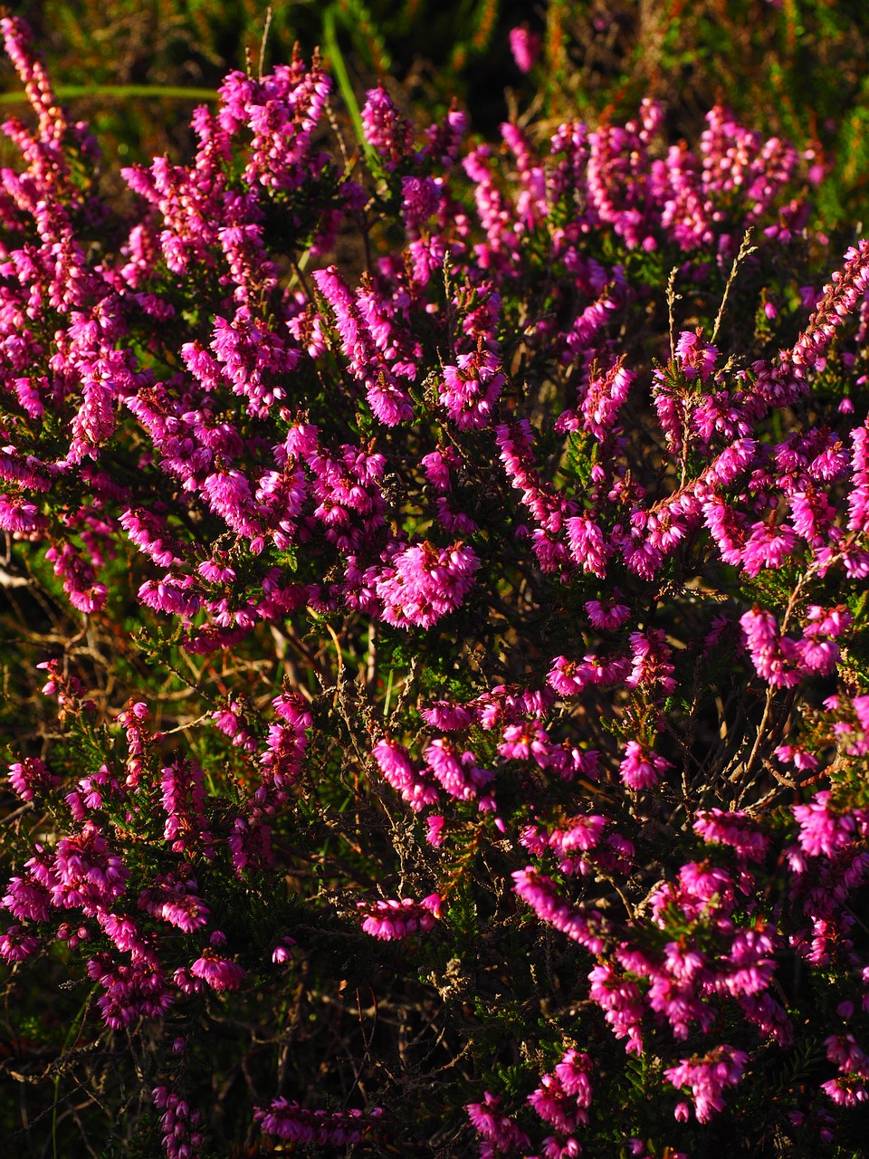 Image of Calluna vulgaris (L.) Hul