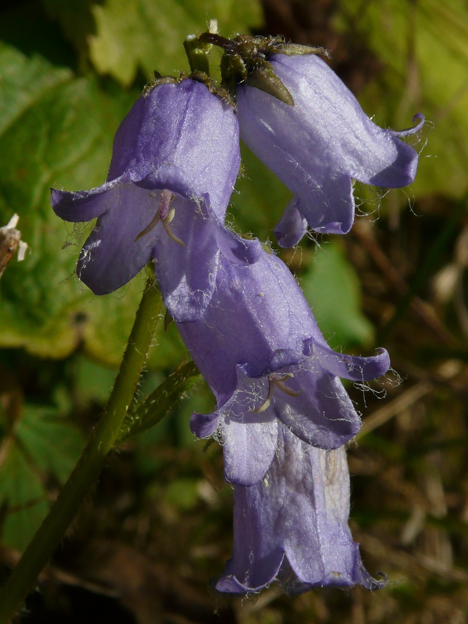 Image of Campanula barbata L.