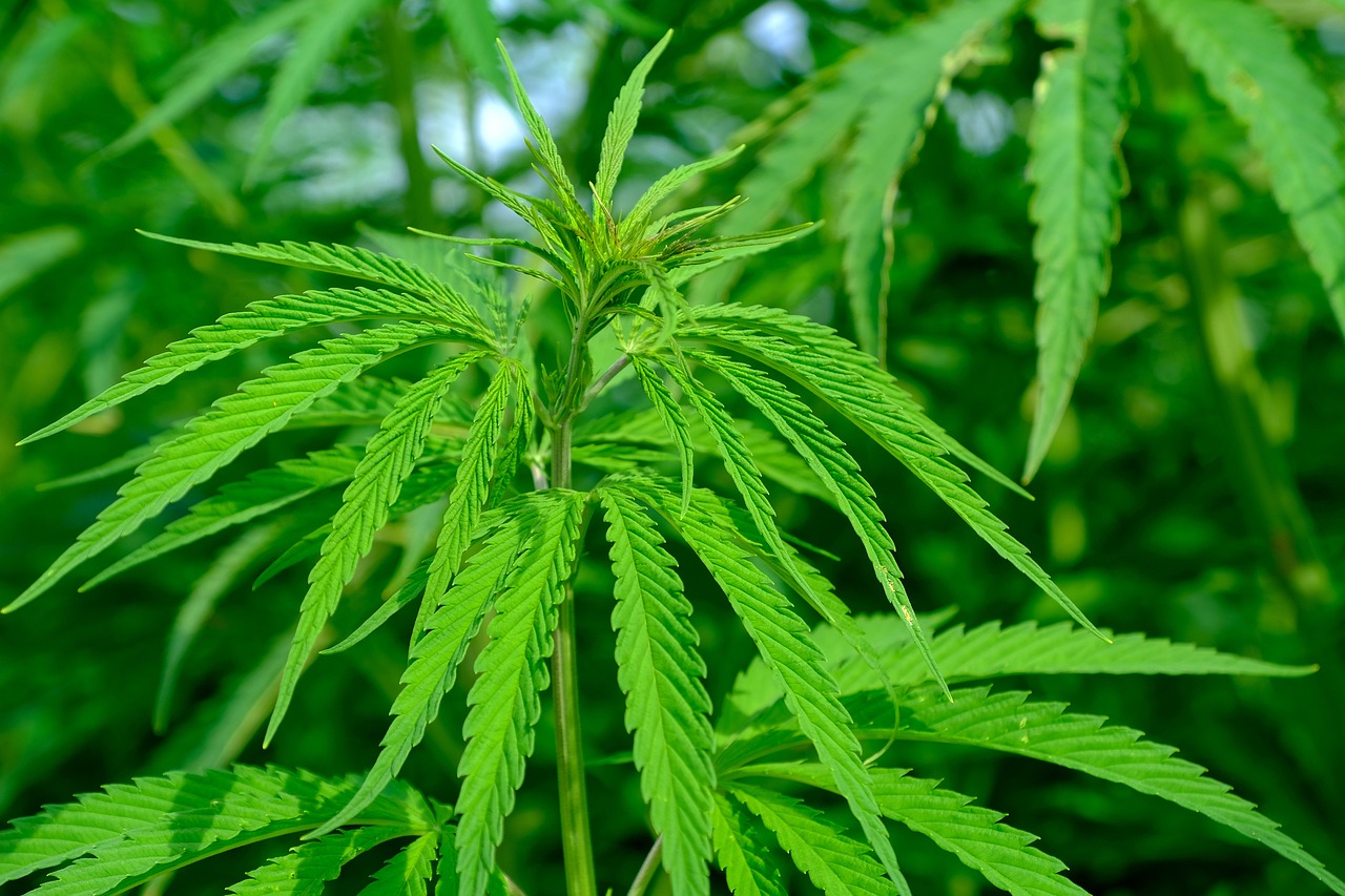 Image of Cannabis sativa L.