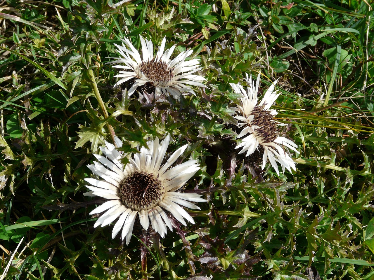 Image of Carlina acaulis L.
