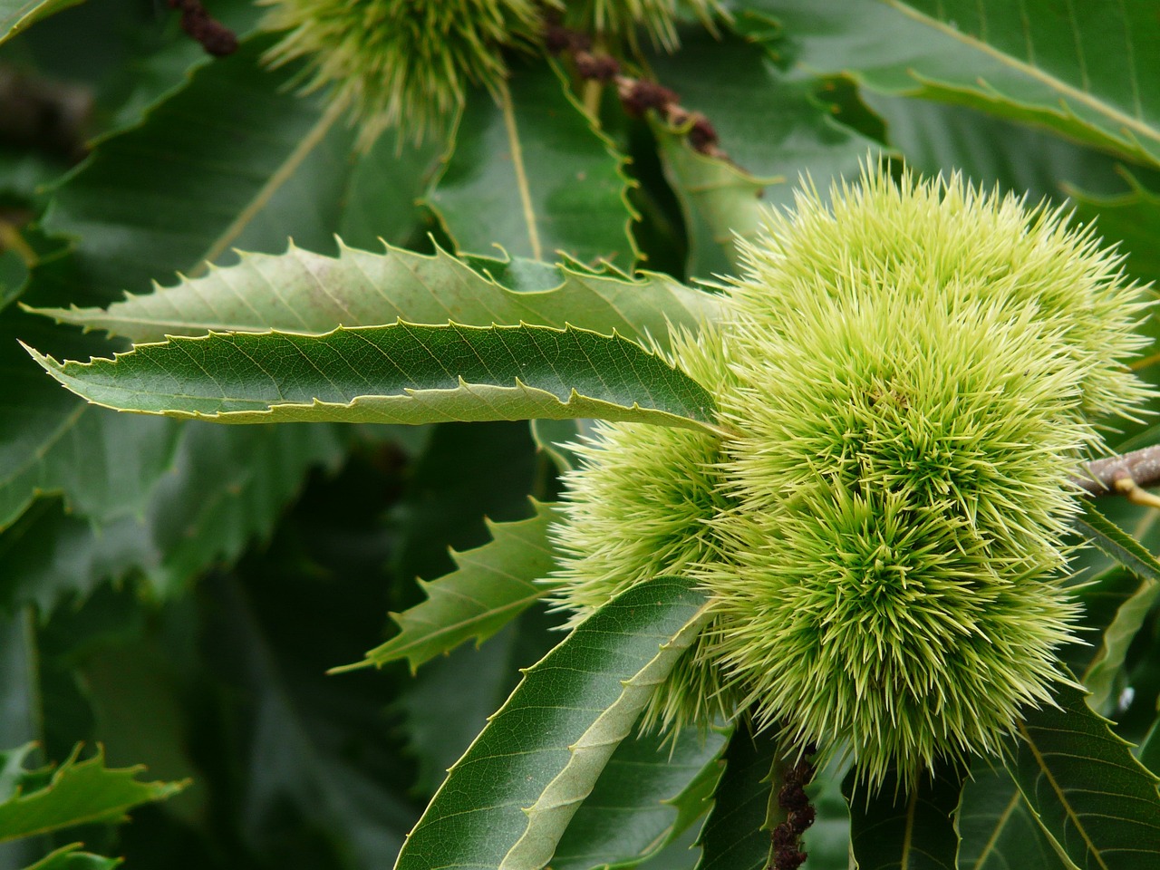 Image of Castanea sativa Mill.