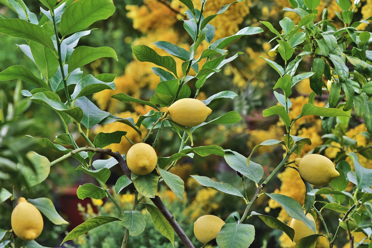 Image of Citrus × limon (L.) Osbeck