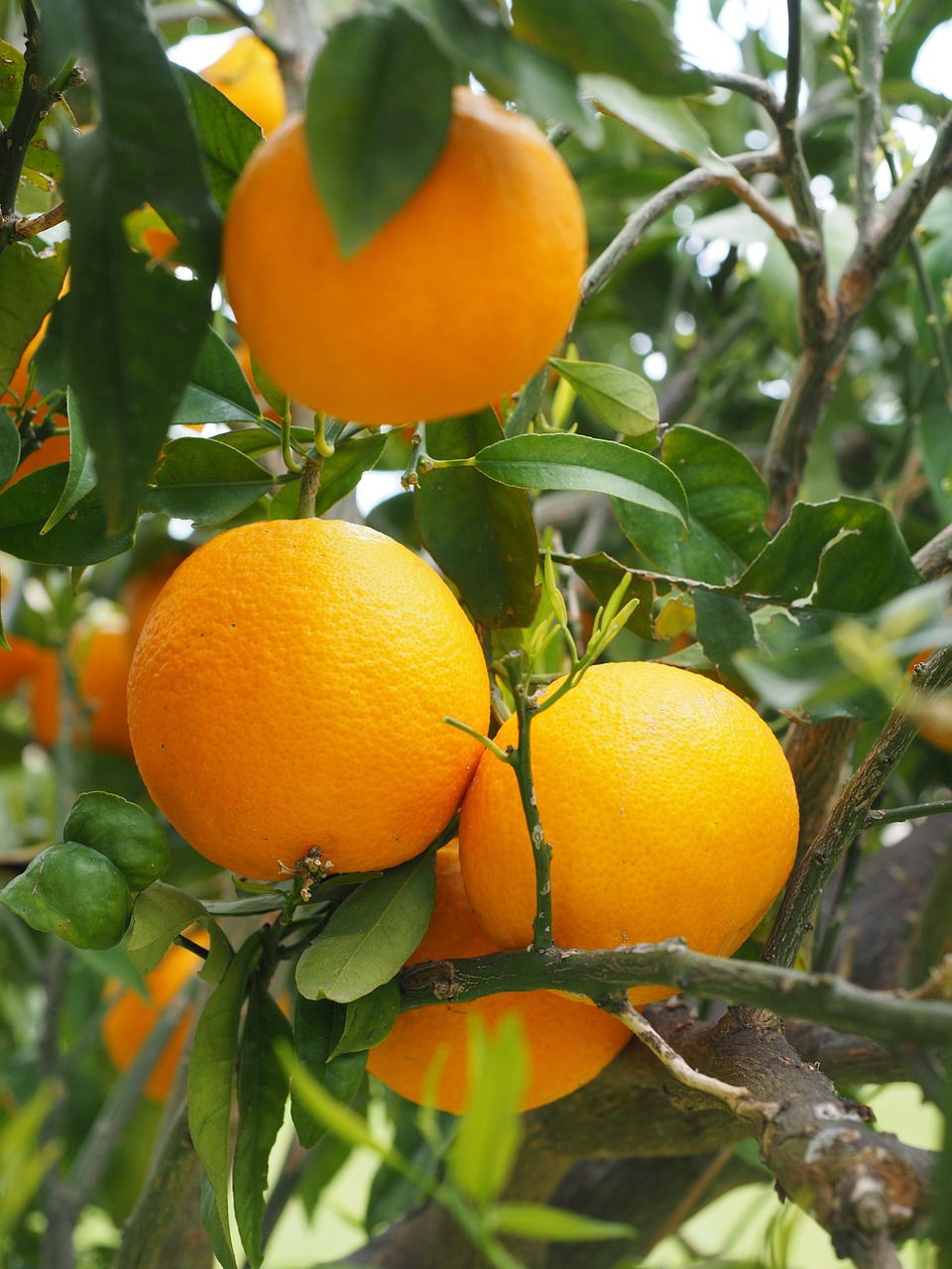 Image of Citrus × aurantium f. aurantium