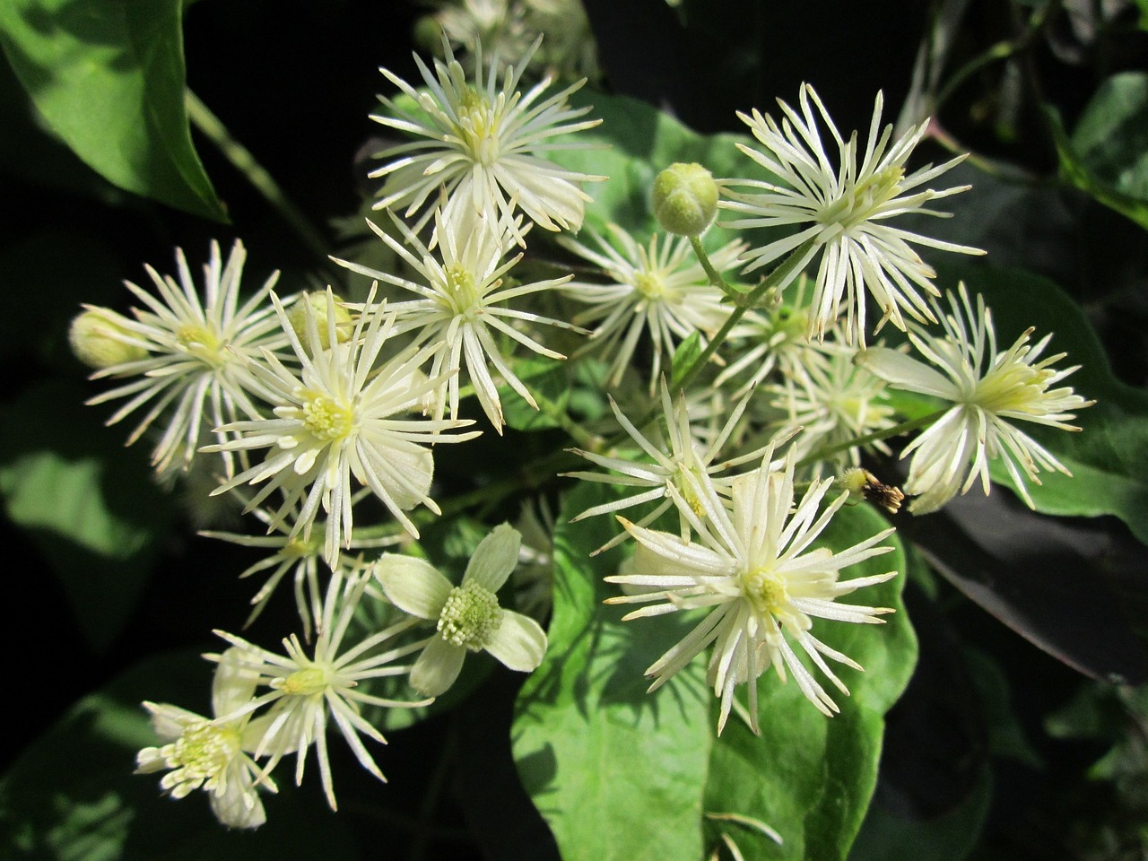 Image of Clematis vitalba L.