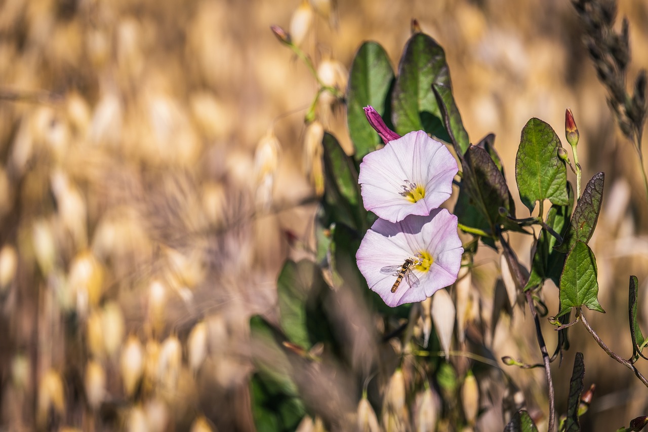 Image of Convolvulus arvensis L.