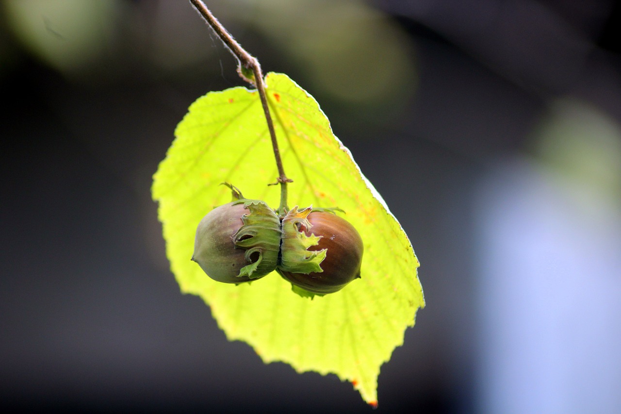 Image of Corylus avellana L.