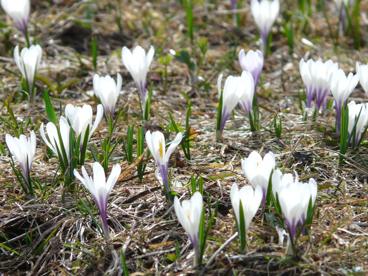 Image of Crocus vernus (L.) Hill