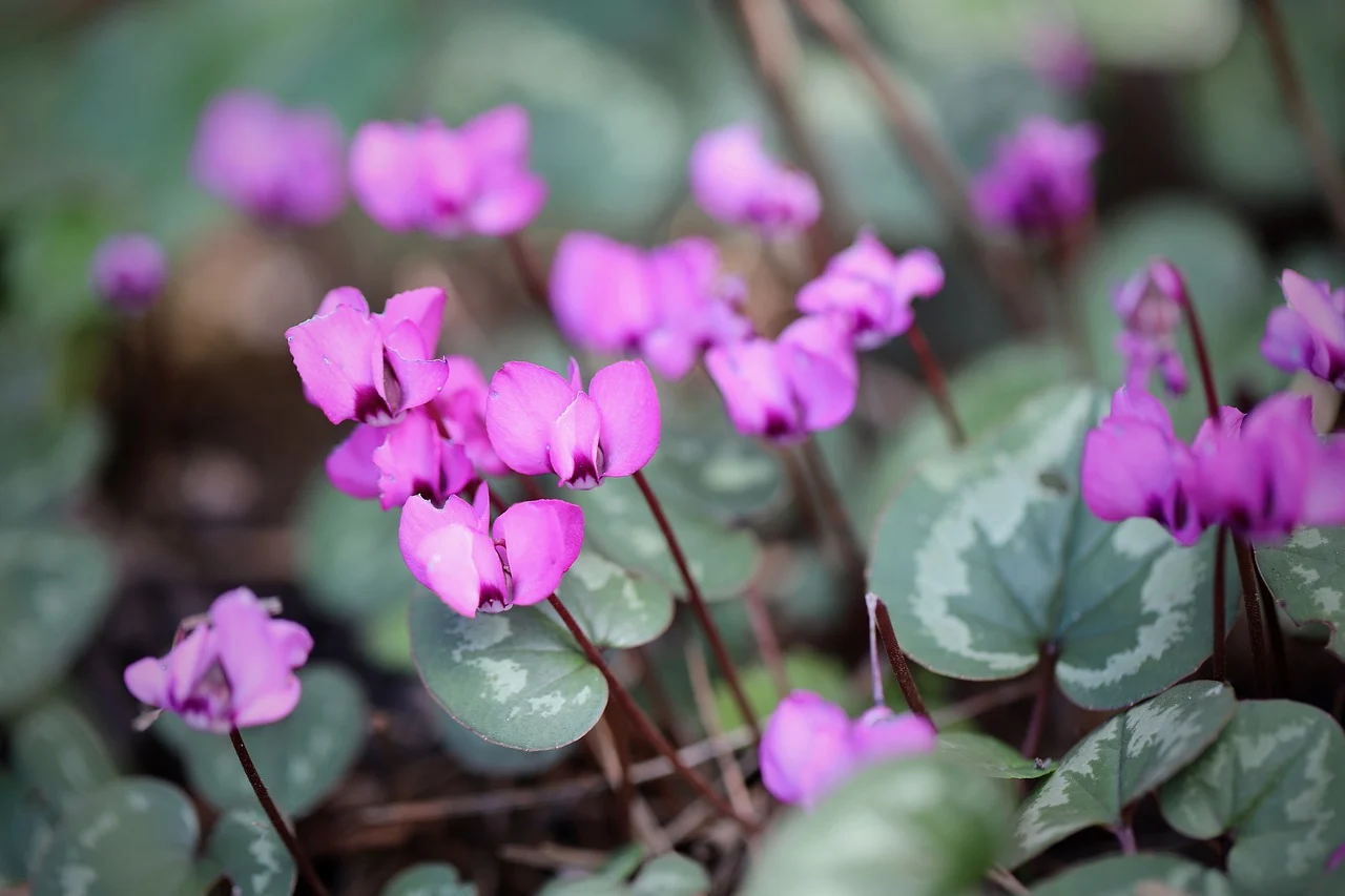 Image of Cyclamen purpurascens Mill.