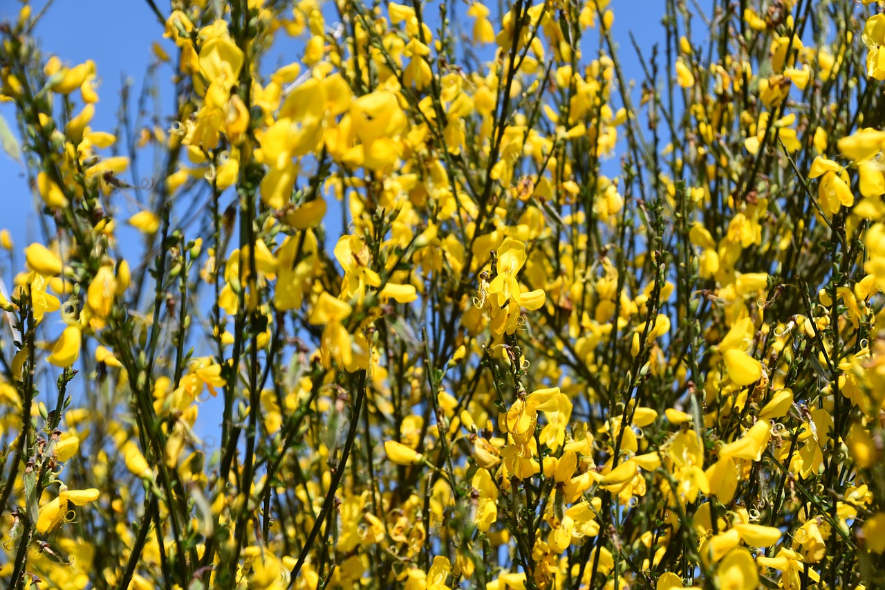 Image of Cytisus scoparius (L.) Link