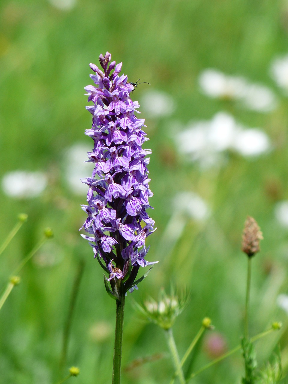 Image of Dactylorhiza sp. Dactylorhiza maculata (L.) Soó, Dactylorhiza sambucina (L.) Soó