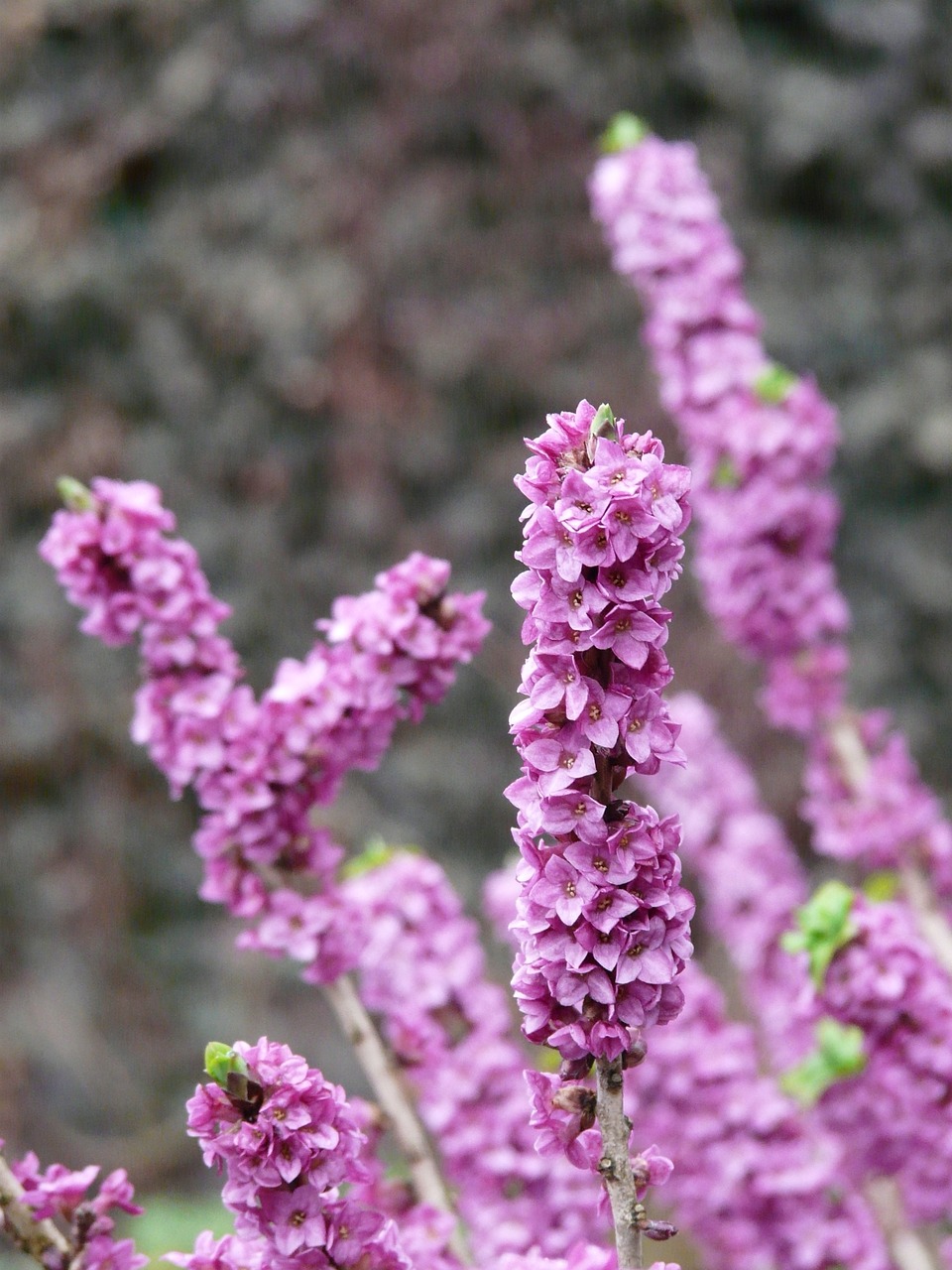 Image of Daphne mezereum L.
