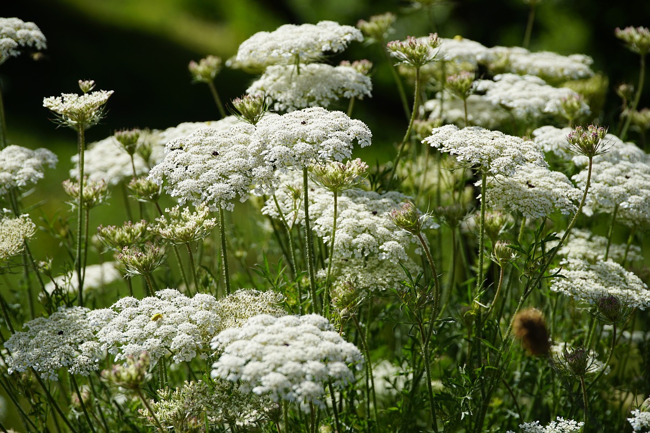Image of Daucus carota L.