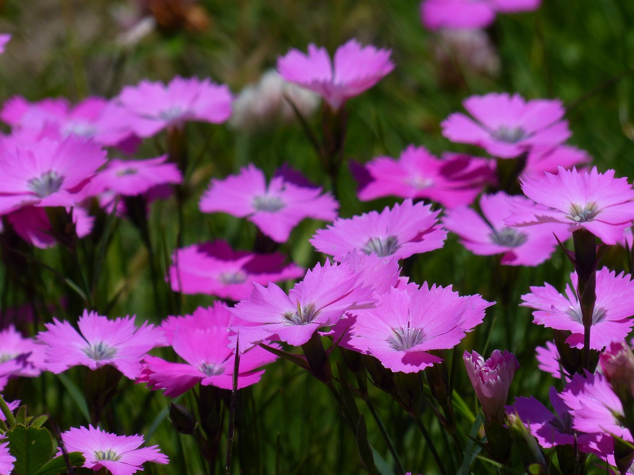 Image of Dianthus carthusianorum L.